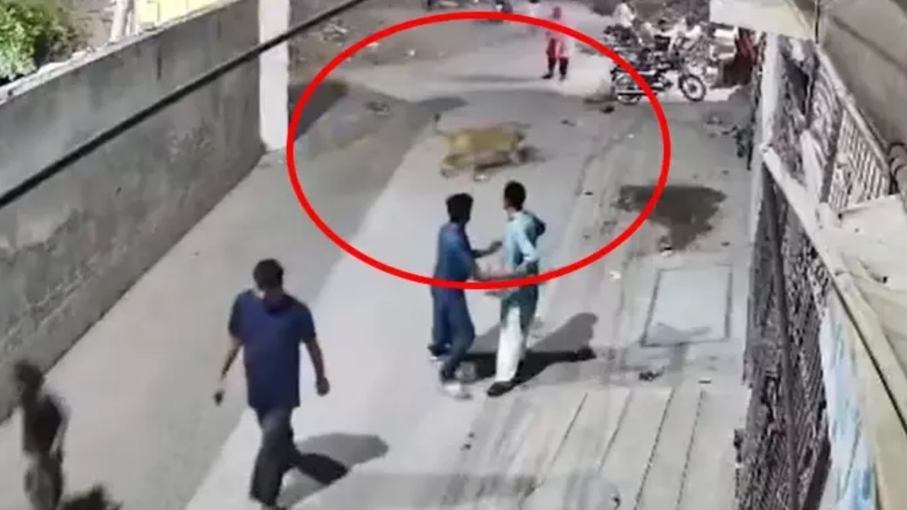 Le lion qui a escaladé le mur a semé la terreur ! Il a blessé la femme et ses enfants.